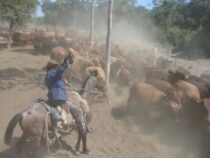 Kritik der Viehzüchter: Billiges Vieh, teures Steak – Wer verdient am Fleisch?