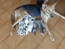 Offener Brief an alle Tierfreunde rund um den Tierschutz und alle anderen Tierfreunde