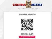 Kostenlose Kastration von Katzen