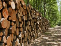 Biomasse statt Strom: Paraguay sichert Energiewende mit 6,2 Millionen Tonnen Holz – bald auch zur Stromerzeugung