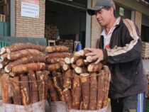 Quarantäne-Schädling vor den Grenzen: Paraguay rüstet gegen den “Hexenbesen“ auf