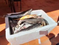 Beschlagnahmten Fisch an Kinderheim gespendet