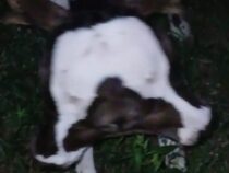 Kalb mit zwei Köpfen auf die Welt gekommen