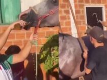 Ein betrunkenes Pferd sorgt für Empörung