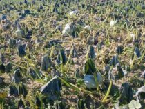 Chaco: Temperaturen von -3 °C ruinierten großflächig Anpflanzungen