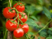 Tomatenkrise: Import für eine Woche erlaubt