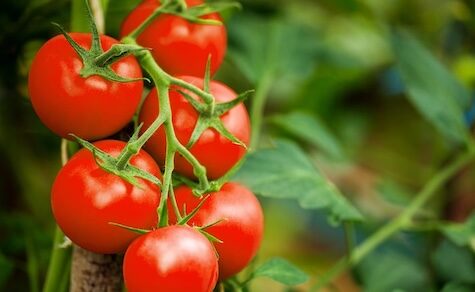 Tomatenkrise: Import für eine Woche erlaubt