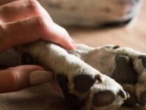 Massive Vergiftung von Hunden und Katzen