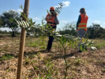 Für jeden gefällten Baum werden drei neue gesetzt