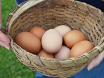 Eier aus Freilandhaltung als nachhaltiges Landwirtschaftsmodell