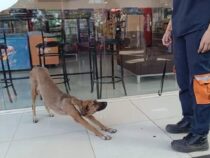 Wer hat ein Herz für Tiere?