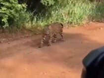 Wenn man plötzlich einem Jaguar begegnet