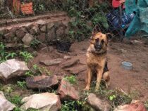 Zoophilie: Mann gesucht, der in Villa Elisa eine Hündin missbraucht hat