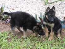 Deutsche Schäferhunde für die Präsidenten-Eskorte
