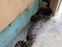 Eine riesige Halbmond-Lanzenotter versteckte sich in einem Haus