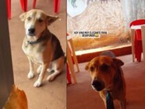 Ein Hund, der gerne Empanadas isst