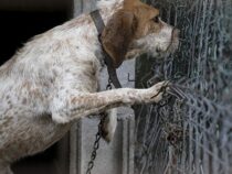 8 Jahre Haft für Tierquälerei