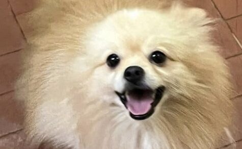 Ganzheitliche Tiermedizin: Paraguayerin kombiniert Akupunktur und Heilkräuter für Haustiere