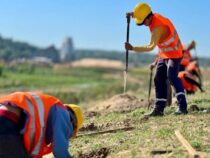 Ehrgeiziges Baumplantageprojekt: Freiwillige gesucht