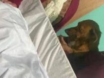 Wenn die kleine Hundewelt plötzlich zusammenbricht