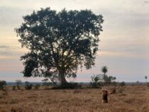 Beste Naturfotografie: Der Gewinnerbaum bei den Kolossen der Erde