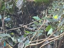 Tierrettung aufgrund Eingriffe in die Natur