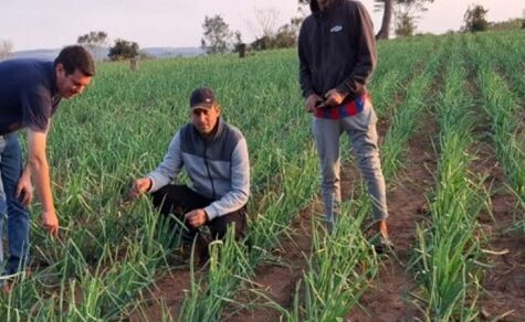 Paraguayische Zwiebeln peilen Rekordernte an