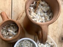 Ein persönlicher Beitrag zur Wiederaufforstung