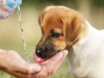 Schutz vor Dengue: Warum der Hundenapf zur Gefahr werden kann