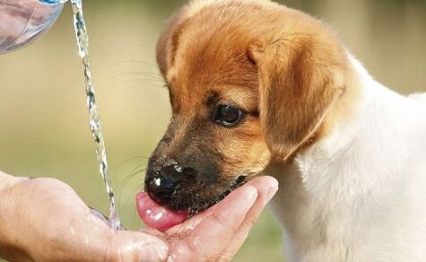 Schutz vor Dengue: Warum der Hundenapf zur Gefahr werden kann