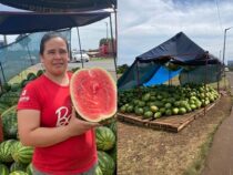 Es ist die Zeit der Wassermelonen
