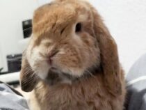 Angst um Samson, das Kaninchen, das am Flughafen Silvio Pettirossi festgehalten wurde