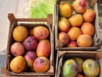 Mango auf dem Weg in den Export