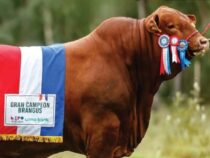 Paraguayischer Brangus-Bulle gewinnt Weltmeistertitel