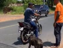 Motorradfahrer schleift seinen angebunden Hund mit