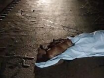 Frau starb bei Unfall: Hunde greifen Gerichtsmedizinerin an