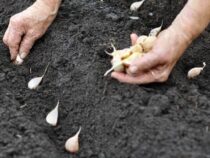 Knoblauchanbau im Fokus des Landwirtschaftsministeriums