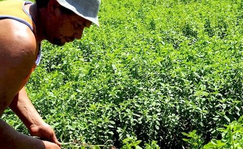 Mega-Boom beim Süßstoff: Warum Bauern jetzt voll auf Stevia setzen