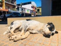 Immer mehr Tiere werden einfach ausgesetzt