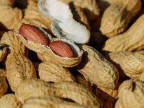 Die Erdnuss: Gold in der Schale