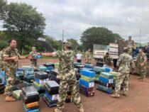 „770 kg Marihuana vor der Verbrennung verschwunden“