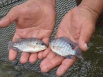 Tilapia-Produktion weiterhin im Aufwind