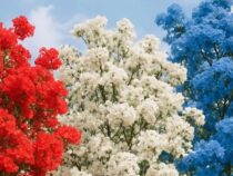 Ein Blütenkorridor mit den Farben der paraguayischen Flagge