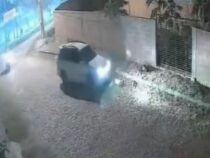 Fahrer nach Hunde-Tragödie in Untersuchungshaft