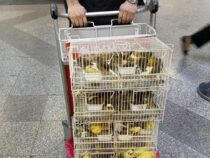 Piepmätze ohne Papiere: Umfangreiche Beschlagnahmung illegaler Vögel