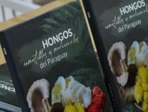 Forscherinnen sehen großes Produktionspotenzial bei Speisepilzen