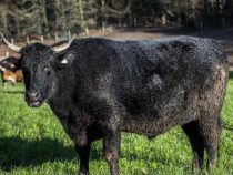 Wagyu: Das “Lachs des Fleisches“