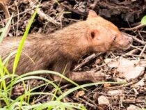 Das Vorkommen des Waldhundes im Nationalpark Serranía San Luis wurde bestätigt