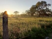 Tragödie im Chaco: Toter Landarbeiter wird unwürdig transportiert und entlarvt die Entmenschlichung in der Viehzucht