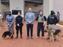Deutsche Schäferhunde sind beim Justizministerium gefragt